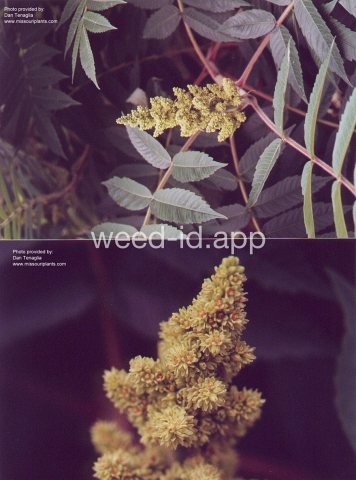 sumac, staghorn